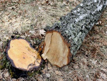 Photos by Top Tree Service Miami #1 tree service Miami , Miami tree service, tree service, tree service fl, fl tree service