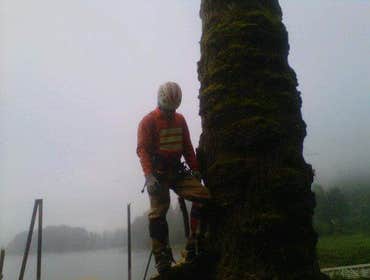 Photos from Gaea Tree Service & Roofing Some jobs we did, removals , view clearance and trees ove houses