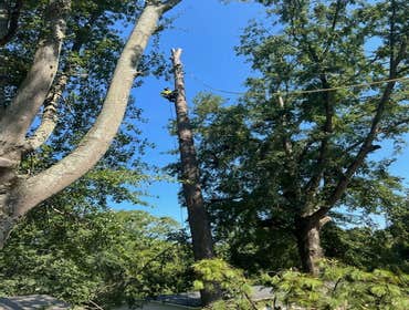 Photos by Rg Tree Services #2