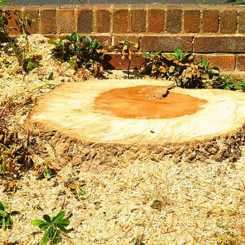 6J'S Tree Service