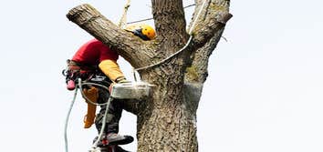 Photos by Rancho Cordova Tree Service #1