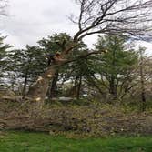 Alvarez Tree Expert- Tree Service- Tree Removal- (630) 201-8389