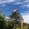 Murphy Tree Service logo
