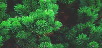Photos by Elk Grove Tree Pros #1