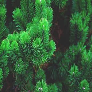 Photos by Elk Grove Tree Pros #1