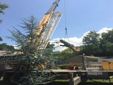 Photo(s) from Bonilla Tree Service Inc