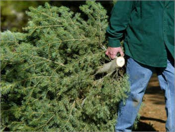 Tree cut
