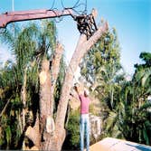 Tim's Tree Service