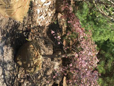 Photos by Caribbean Landscape Nursery Construction #12