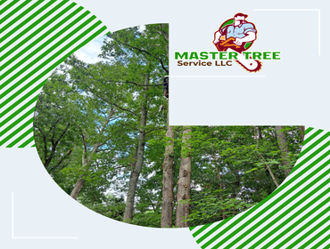 Photos by Master Tree Service LLC #3