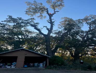 Photos by A Beautiful Tree Service #1