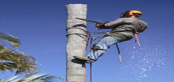 Lodi Tree Service