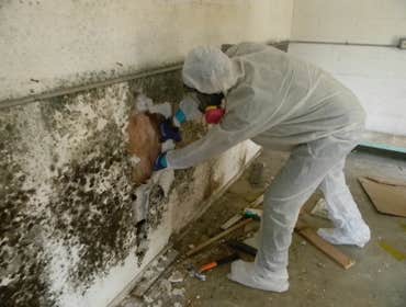 mold restoration services