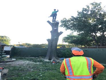 Photos by K-perez Tree Services #1