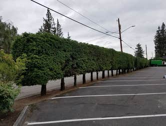 Photos from Lineage Tree Care