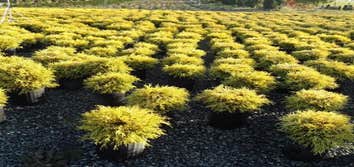 Photos from Andes Nursery