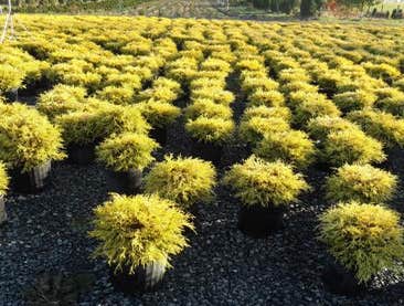 Photos from Andes Nursery