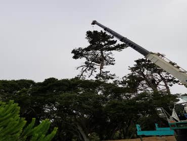 Photos by Rodriguez Tree Service #1
