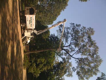 Pruning with the bucket truck