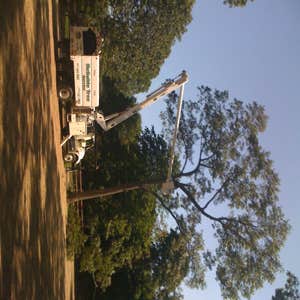 Pruning with the bucket truck