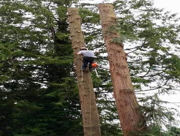 Photos by Elite Tree Care #1