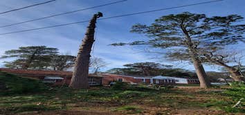 Tree M Removal LLC