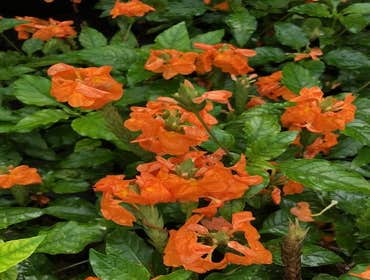 Photos by B&c Fruit Trees & Landscape LLC #1