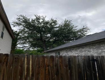 Photos by D.A. Martinez Tree Service #3