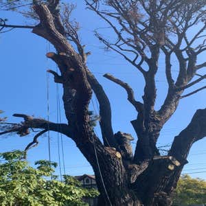 Photos by Camilo Tree Service #8