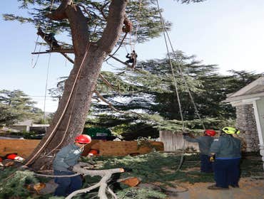 Photos by California Green Tree Care #1