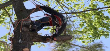 BO Tree Cutting & Trimming