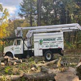 Photos by Gonzalez Tree Service Inc #3