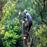Photos by Fortress Tree Service Bellevue #1