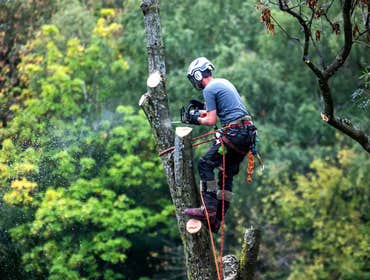 Photos by Fortress Tree Service Bellevue #1