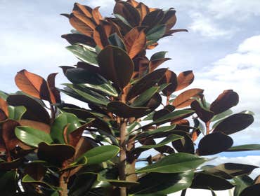 Photos by B&c Fruit Trees & Landscape LLC #1