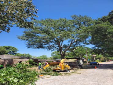 Photos by Arbor King Tree Service LLC #1