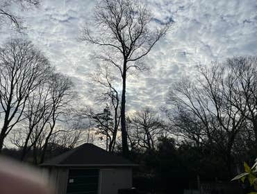 Removal of a large rotten tree above the garage and near the house.