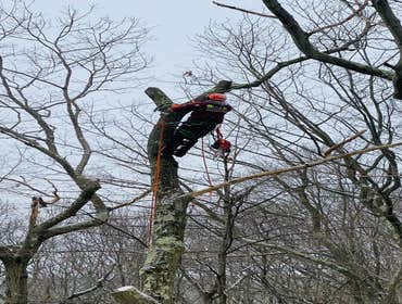 Photos by Diaz Tree Service & Landscaping LLC #1