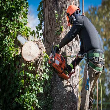 BO Tree Cutting & Trimming