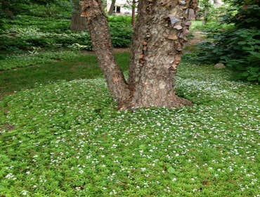 Shady groundcover