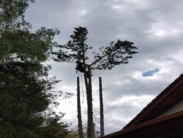 Photos by Elite Tree Care #1