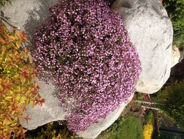 Beautiful Flowers