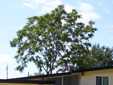 Photos by Artistic Treeworks #1