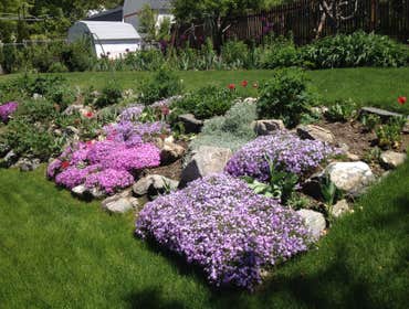 Beautiful Flowers