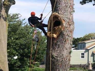 Photos by Palmer Tree Service #1