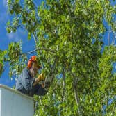 Midwest Tree Removal