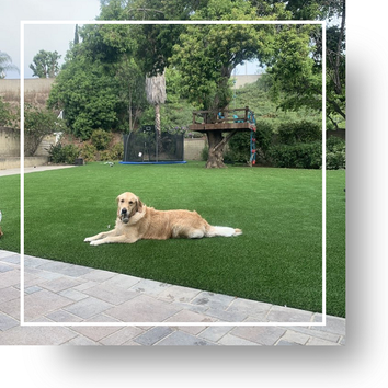 Green Forever Turf - Tx