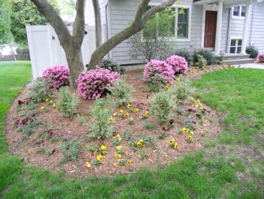 Shady Foundation This house had a large magnolia tree and that it in front. We added some small plantings and WOW instant curb appeal.