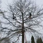 Elite Tree Care