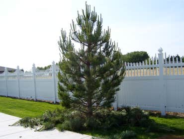 Photos by Artistic Treeworks #1